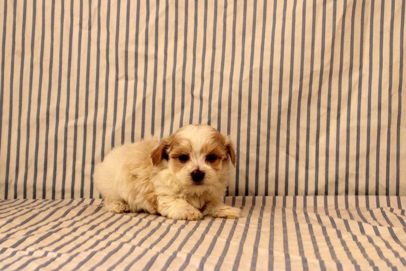 puppy, for, sale, Maltipoo, Matthew B. Stoltzfus, dog, breeder, Gap, PA, dog-breeder, puppy-for-sale, forsale, nearby, find, puppyfind, locator, puppylocator, aca